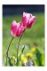 Tulpen M 15